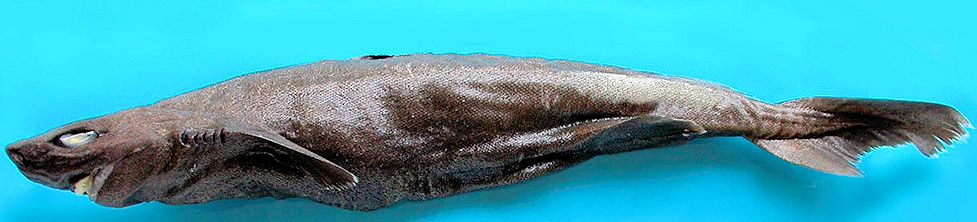 Centroscymnus owstoni_03.jpg